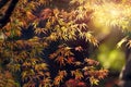 Maple tree fall Royalty Free Stock Photo