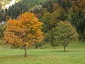 Maple tree at fall in Ahornboden valley