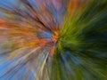 Maple Tree with Fall Foliage Photographed with ICM, Intentional Camera Movement