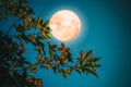 Maple tree in fall season and full moon with star. Royalty Free Stock Photo