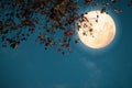 Maple tree in fall season and full moon with star. Royalty Free Stock Photo