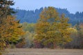 Maple Tree Field Autumn Hawk Royalty Free Stock Photo