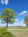 Maple tree in field, Lithuania Royalty Free Stock Photo