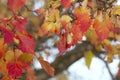 Maple tree foliage in autumn colors