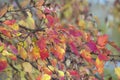 Maple tree foliage in autumn colors