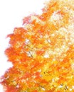 Maple Tree at Foliage Season Peak Color