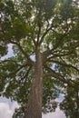 Maple Tree Royalty Free Stock Photo