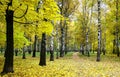 Maple tree with golden autumn foliage on the background of a birch alley in the park Royalty Free Stock Photo