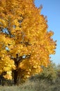 Maple tree with Golden leaves in autumn in nature on the background of blue sky Royalty Free Stock Photo