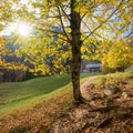 Maple tree with golden leaves, fall season at Grunberg mountain, Salzkammergut austria Royalty Free Stock Photo