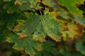 Maple tree green leaves with dry brown ends in the autumn forest closeup