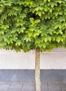 Maple tree growing on the pavement Royalty Free Stock Photo