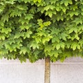 Maple tree growing on the pavement Royalty Free Stock Photo