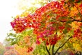 Maple tree have a leaf change color on the tree, colorful maple trees, Red autumn leaves season in autumn park, Japan autumn seaso Royalty Free Stock Photo