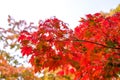 Maple tree have a leaf change color on the tree, colorful maple trees, Red autumn leaves season in autumn park, Japan autumn seaso Royalty Free Stock Photo