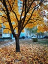 Maple tree, house, cars in october city