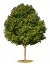 Maple Tree Isolated Royalty Free Stock Photo