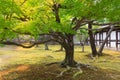 Maple tree in Japanese garden at Nijo Castle, Kyoto. Royalty Free Stock Photo