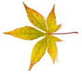 Maple tree leaf Royalty Free Stock Photo