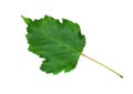 Maple tree leaf isolated on a white background. Royalty Free Stock Photo