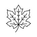 maple tree leaf line icon vector illustration Royalty Free Stock Photo