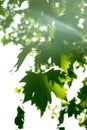 Maple tree leaves