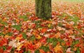 Maple tree and leaves