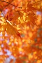 Maple tree leaves back lit by sunlight Royalty Free Stock Photo