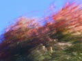 Maple tree leaves blown by the wind in fall Royalty Free Stock Photo