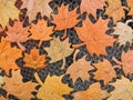 Maple tree leaves cut from pumpkin skin Royalty Free Stock Photo