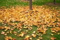 Maple tree leaves fallen upon green grass. Royalty Free Stock Photo