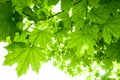 Maple tree leaves Royalty Free Stock Photo