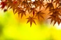 Beautiful maple tree leaves in bright light Royalty Free Stock Photo