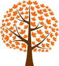 Maple Tree Maple Leaf