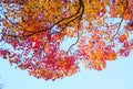 Maple tree , maple leaves turn from orange to bright red against to clear blue sky background landscape in autumn season. Royalty Free Stock Photo