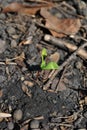 Maple tree new sprout growing in ground in forest rotten leaves background Royalty Free Stock Photo
