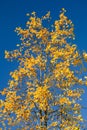 Maple Tree with Orange Leaves Against Blue Sky Royalty Free Stock Photo