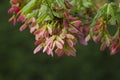 Maple Tree Pink Winged Seeds Background Right