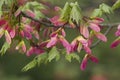 Maple Tree Pink Winged Seeds
