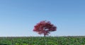 Maple tree in poppy landscape Royalty Free Stock Photo