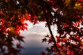 Maple tree with red leaves under the sunlight with a mountain covered in the snow on the background Royalty Free Stock Photo