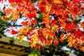 Maple tree roof back ground, maple leaves turn color from green to yellow, orange and bright red, the roof house background in sea Royalty Free Stock Photo