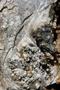 Maple tree root weird texture close up with black burned stains, vertical background