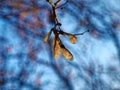 Isolated maple seed hanging on twig, blurred blue background