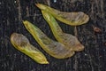 Maple Tree Seed Pods on Wood Royalty Free Stock Photo