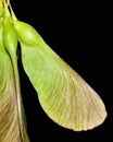 Maple Tree Seeds