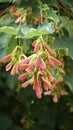 Maple tree seeds.