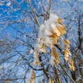 Maple tree seeds covered with hoarfrost Royalty Free Stock Photo