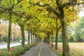 Maple tree with shaped tree crown Alley