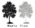 Maple Tree Silhouette, Contours and Inscriptions Royalty Free Stock Photo